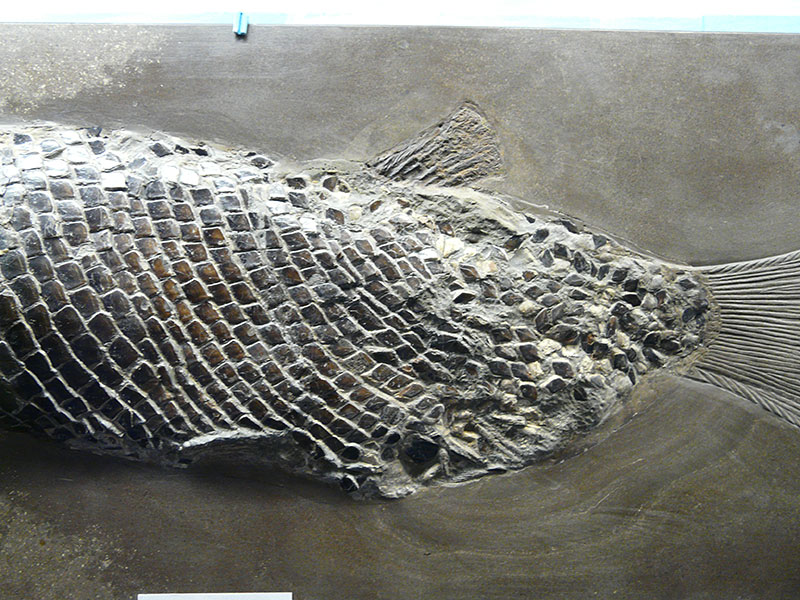 Schmelzschuppenfisch (Lepidotes) aus Holzmaden