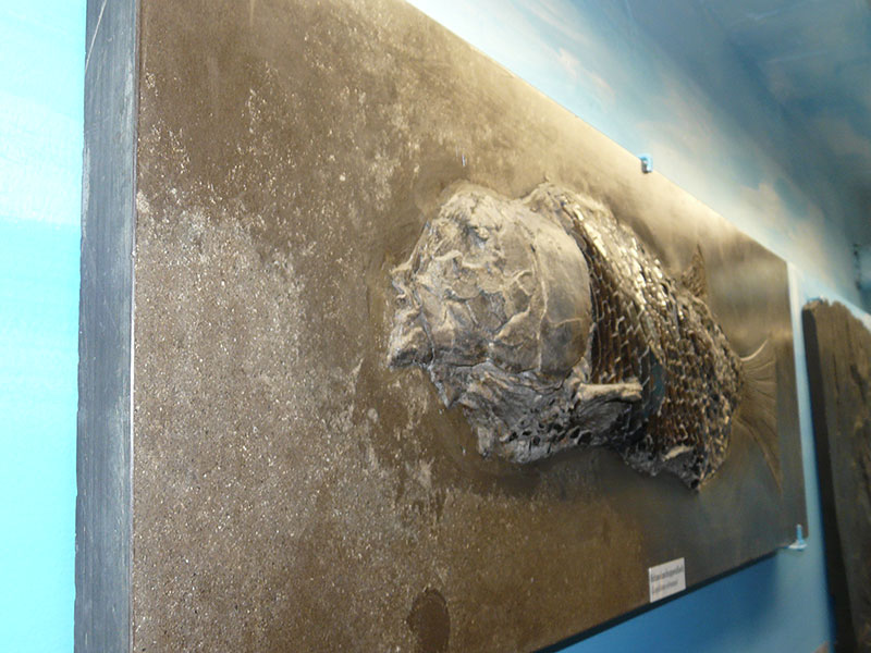 Schmelzschuppenfisch (Lepidotes) aus Holzmaden