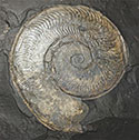 Ammonit aus dem Posidonienschiefer von Holzmaden