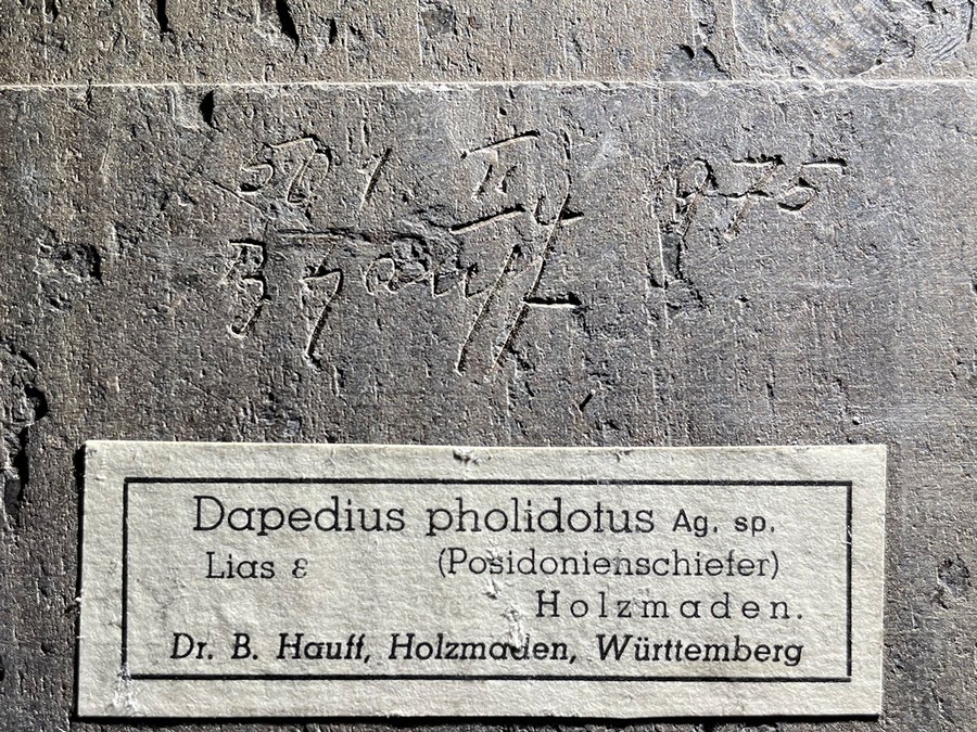 Schmelzschuppenfisch aus dem Posidonienschiefer von Holzmaden