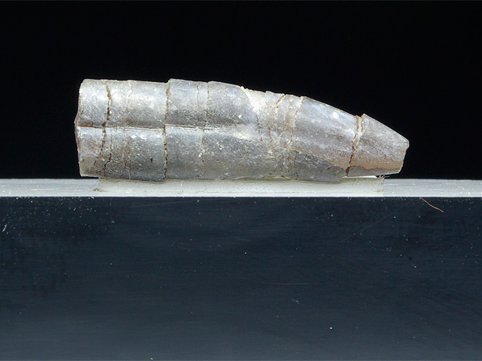 geschockter Belemnit aus dem Nrdlinger Ries