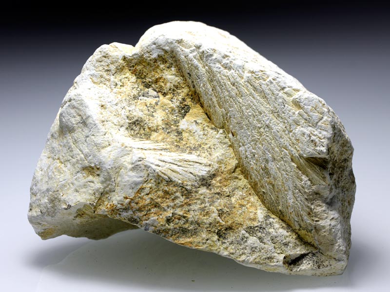 Strahlenkalk aus dem Steinheimer Becken