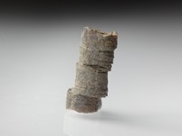 geschockter Belemnit