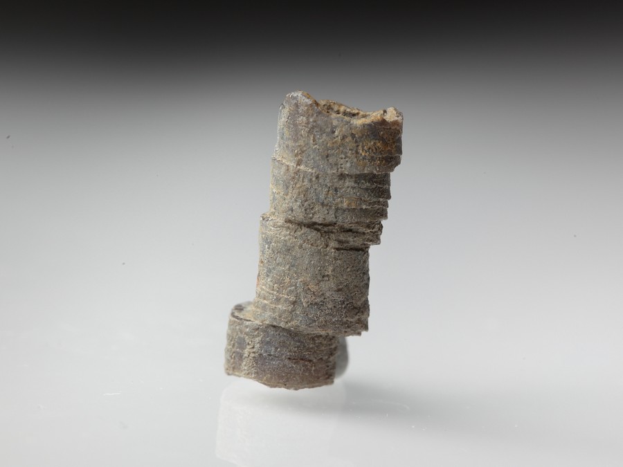 geschockter Belemnit