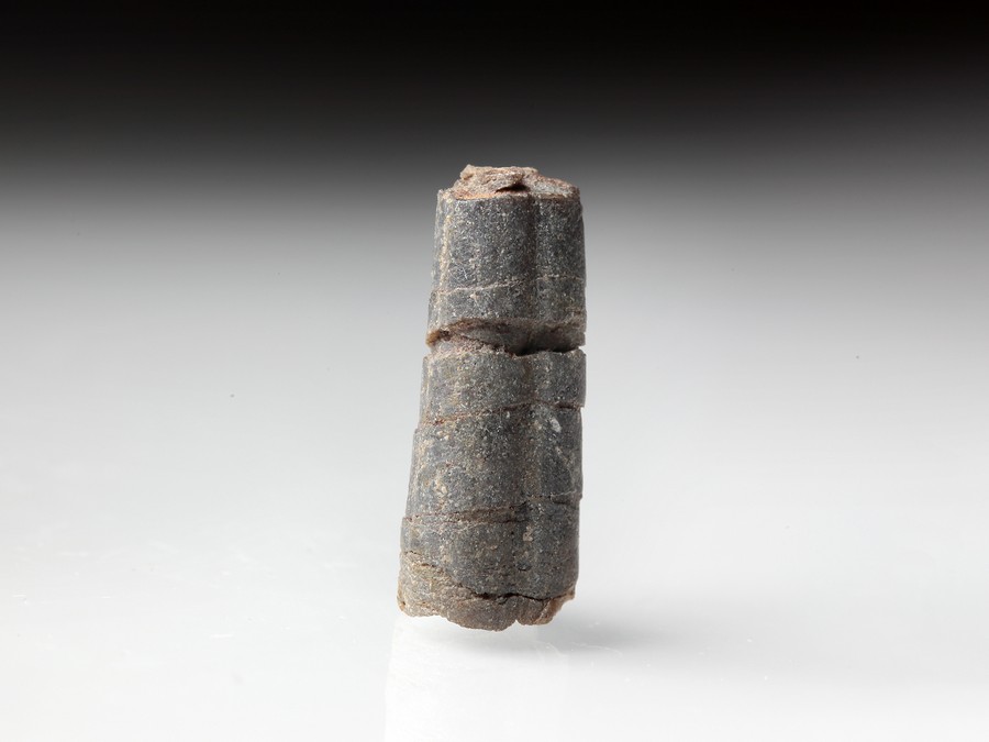 geschockter Belemnit