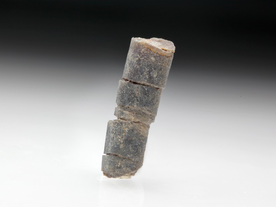 geschockter Belemnit