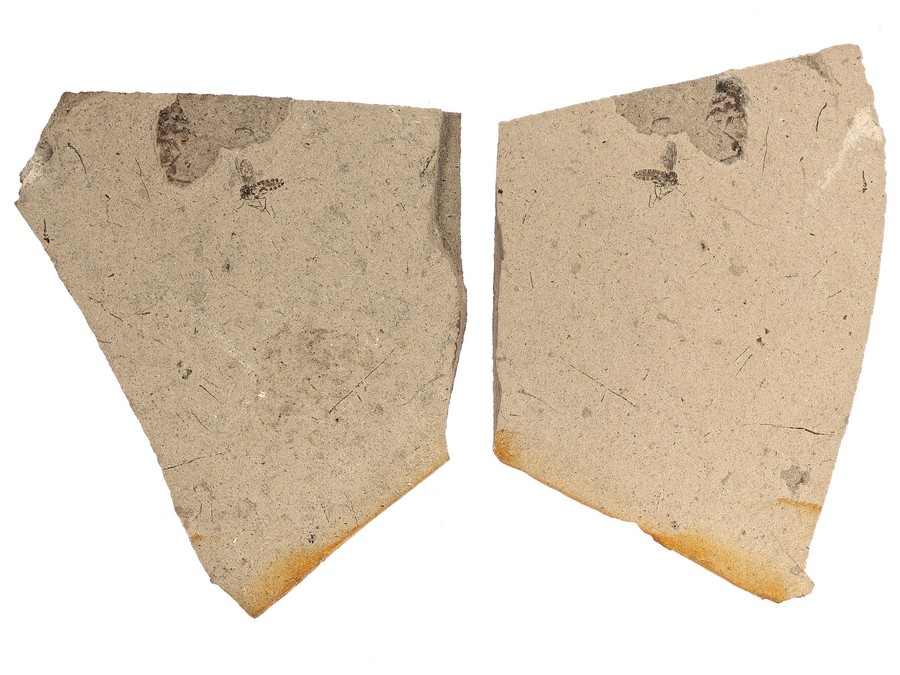 Zweiglgler (Diptera)