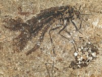 Schnabelfliege, Wanze und mehr