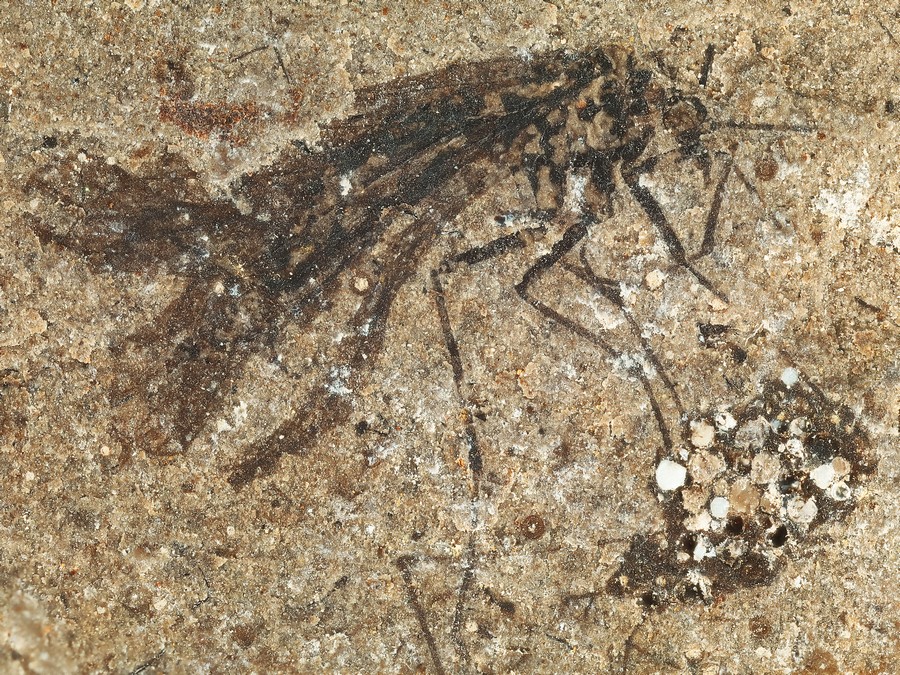 Schnabelfliege, Wanze und mehr