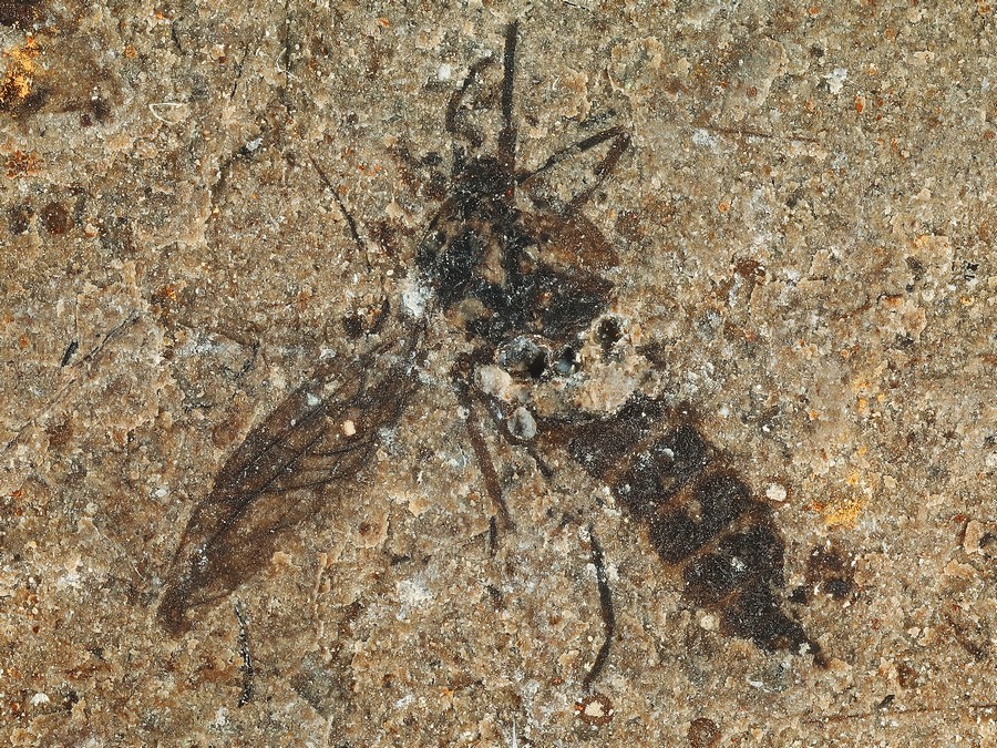 Schnabelfliege, Wanze und mehr