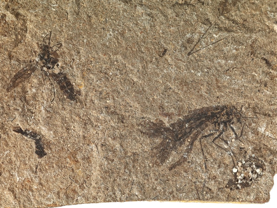 Schnabelfliege, Wanze und mehr