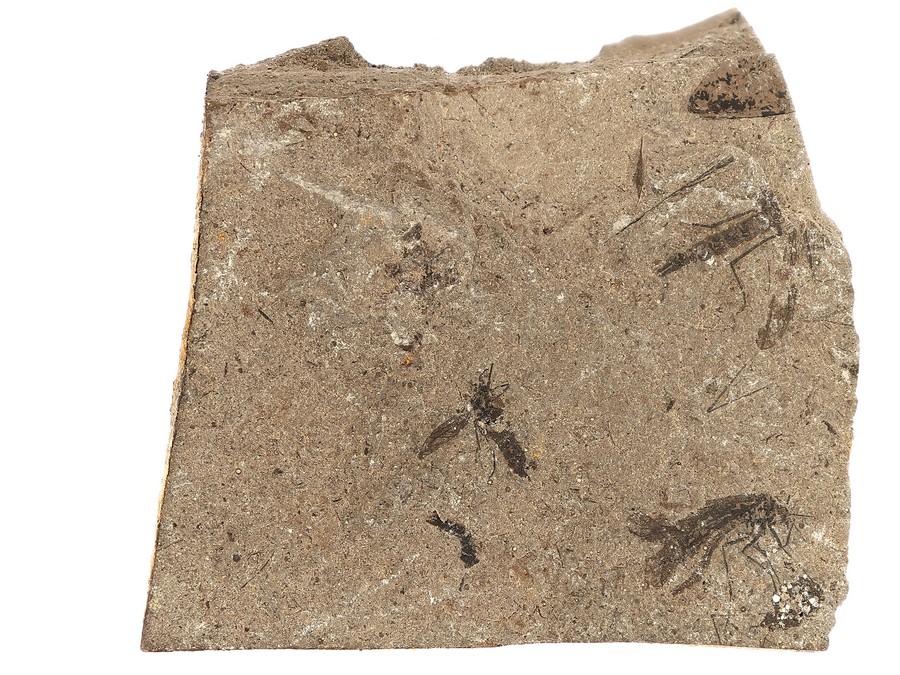 Schnabelfliege, Wanze und mehr