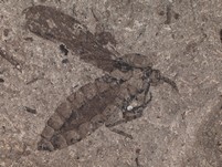 Zweiflgler (Diptera)