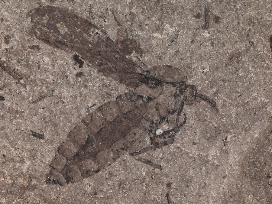 Zweiflgler (Diptera)