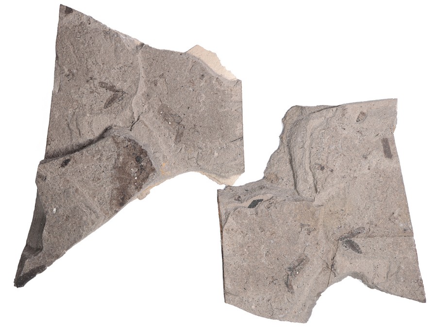 Zweiflgler (Diptera)