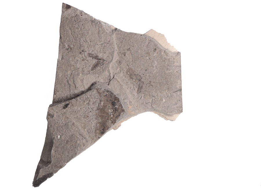 Zweiflgler (Diptera)