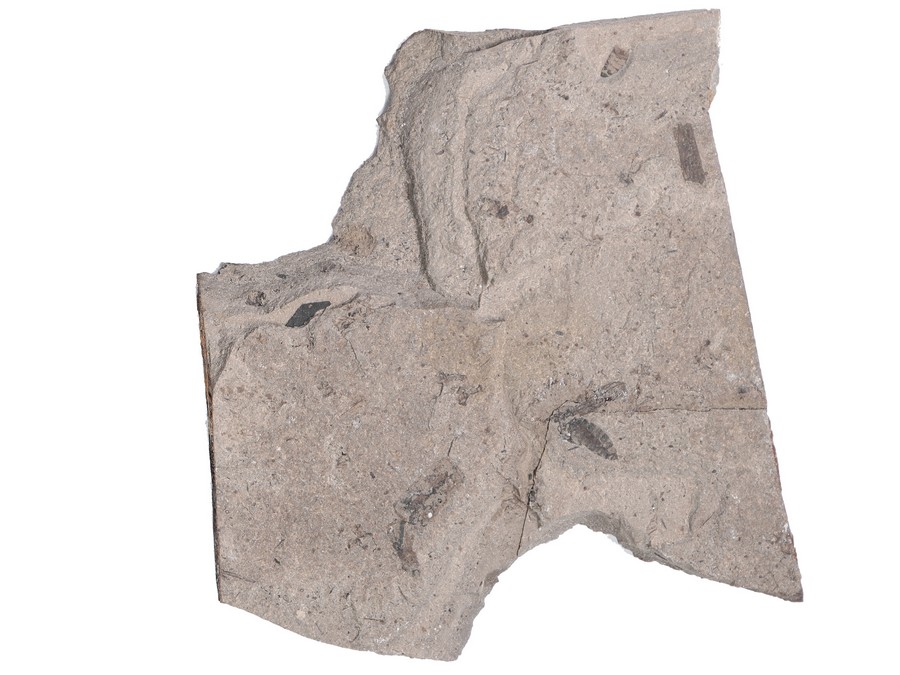 Zweiflgler (Diptera)