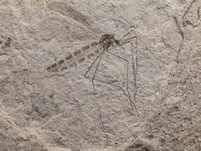 ausgestorbene Skorpionsfliege