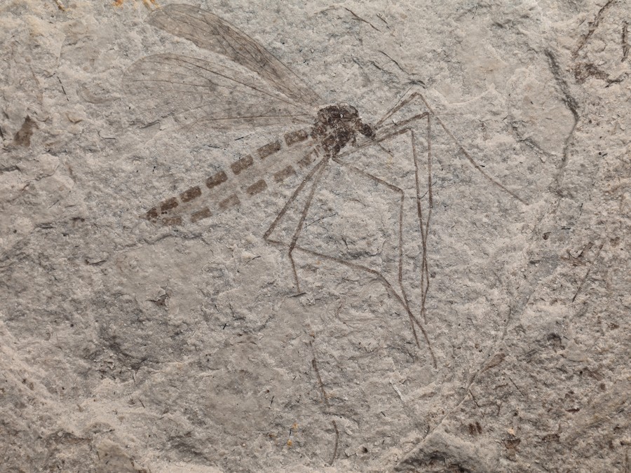 ausgestorbene Skorpionsfliege