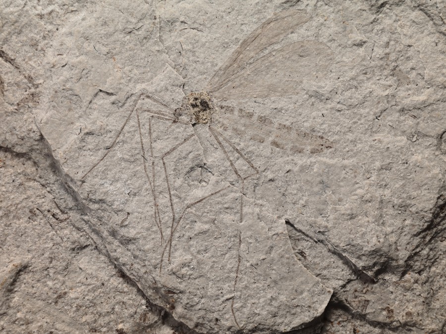 ausgestorbene Skorpionsfliege