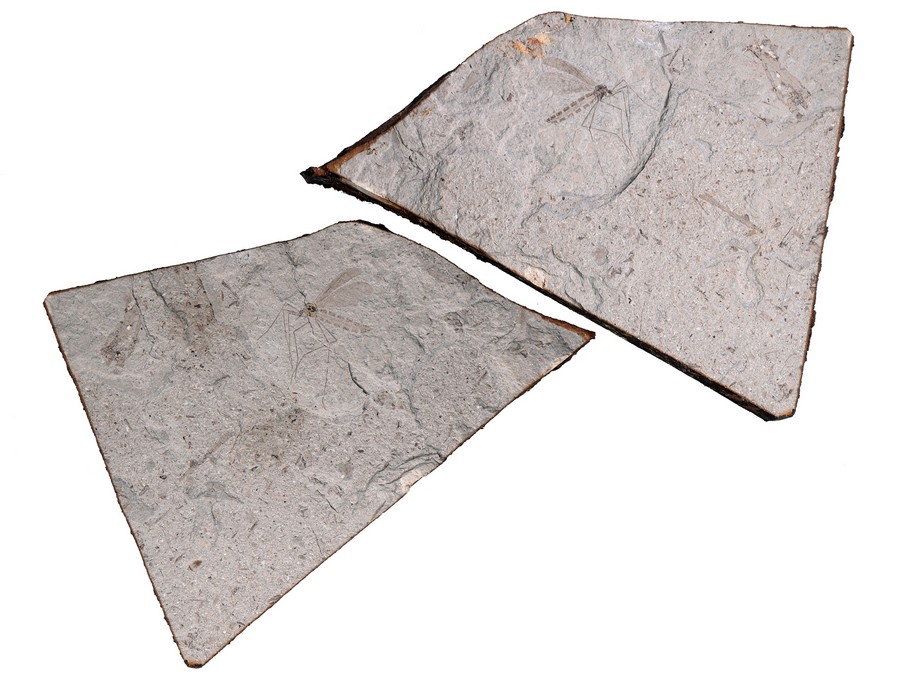 ausgestorbene Skorpionsfliege