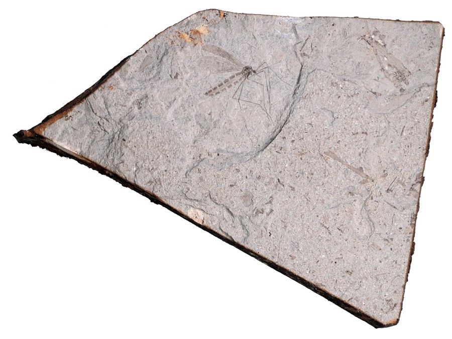 ausgestorbene Skorpionsfliege