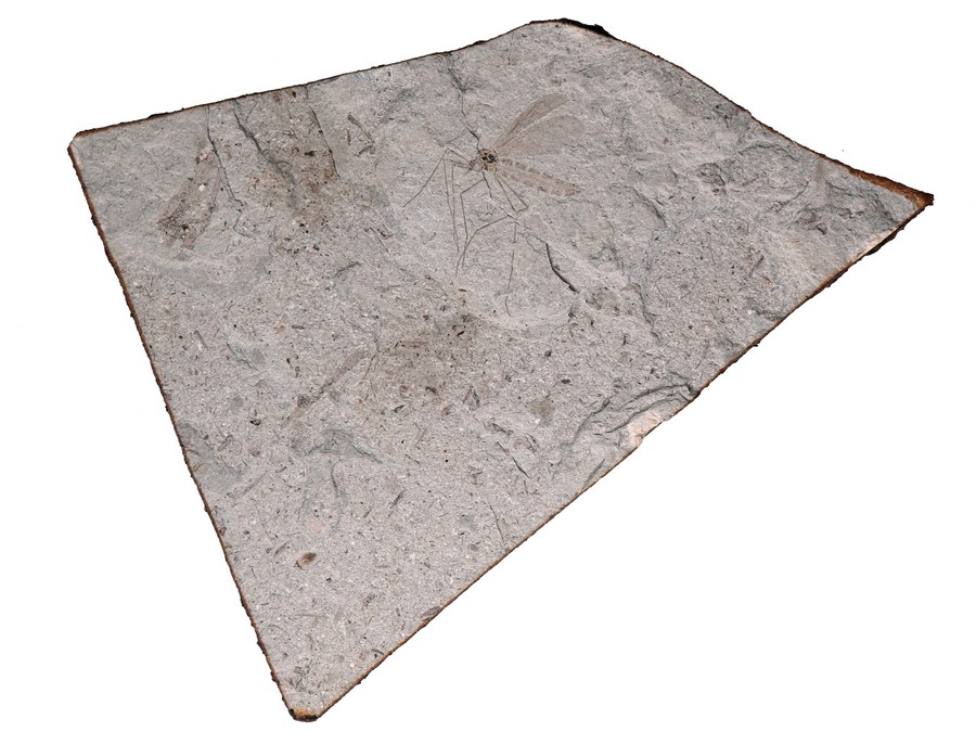 ausgestorbene Skorpionsfliege