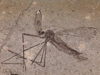 ausgestorbene Skorpionsfliege