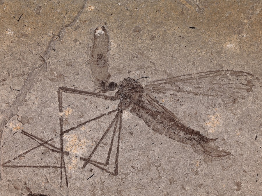 ausgestorbene Skorpionsfliege