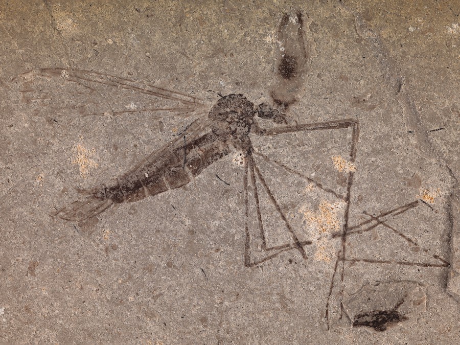 ausgestorbene Skorpionsfliege