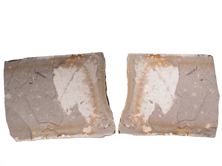 ausgestorbene Skorpionsfliege