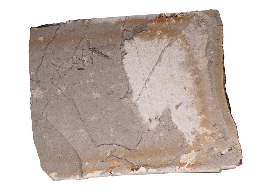 ausgestorbene Skorpionsfliege