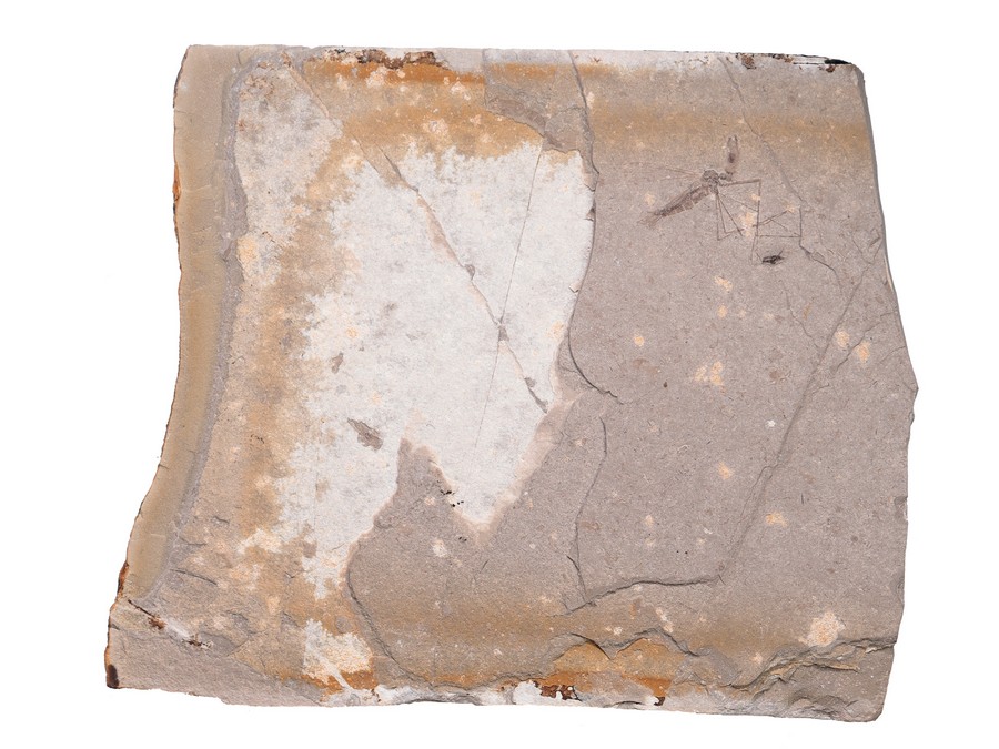 ausgestorbene Skorpionsfliege