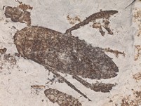 Ruderwanze (Wasserinsekt)