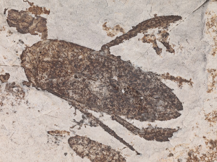 Ruderwanze (Wasserinsekt)