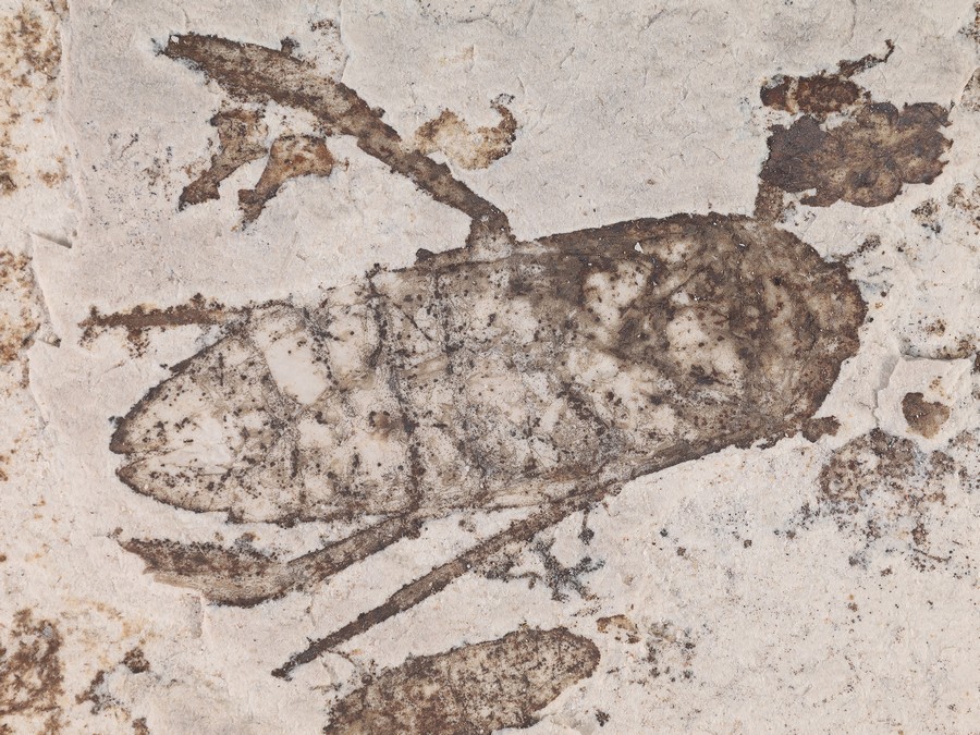 Ruderwanze (Wasserinsekt)