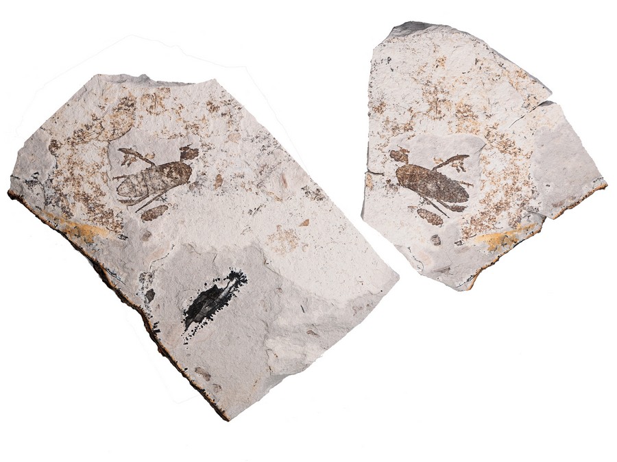 Ruderwanze (Wasserinsekt)