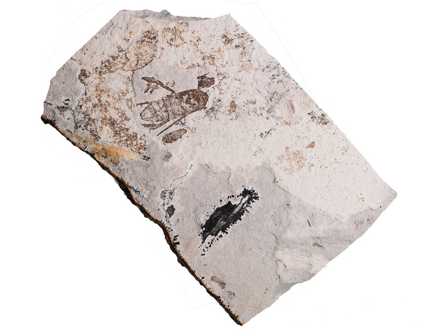 Ruderwanze (Wasserinsekt)