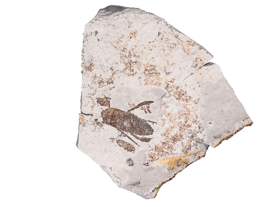 Ruderwanze (Wasserinsekt)