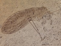 Raritt: Schlammfliege