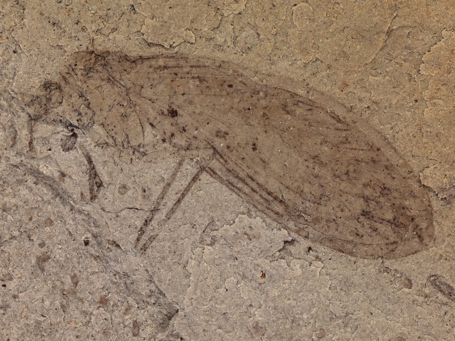 Raritt: Schlammfliege