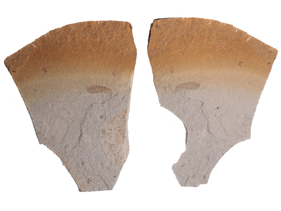 Raritt: Schlammfliege