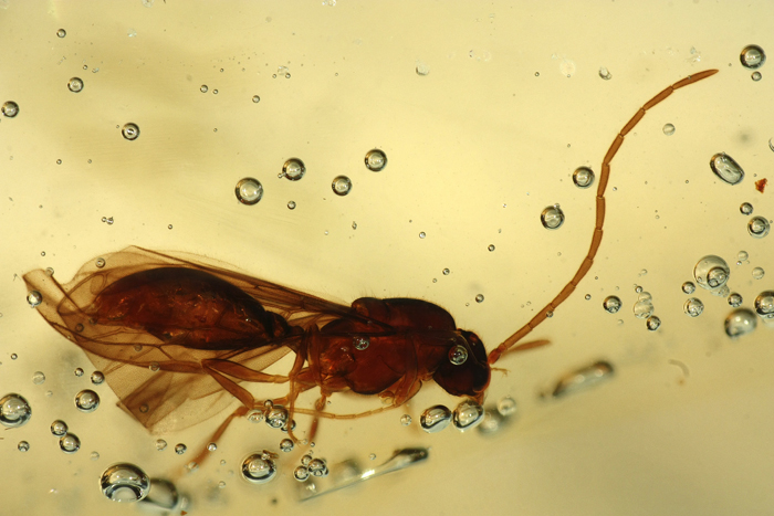 Kopal aus Madagaskar mit Inklusen