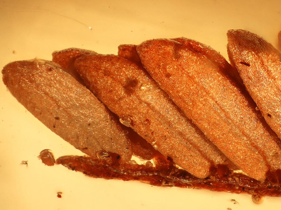 Kopal aus Madagaskar