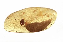 Kopal mit Insekten