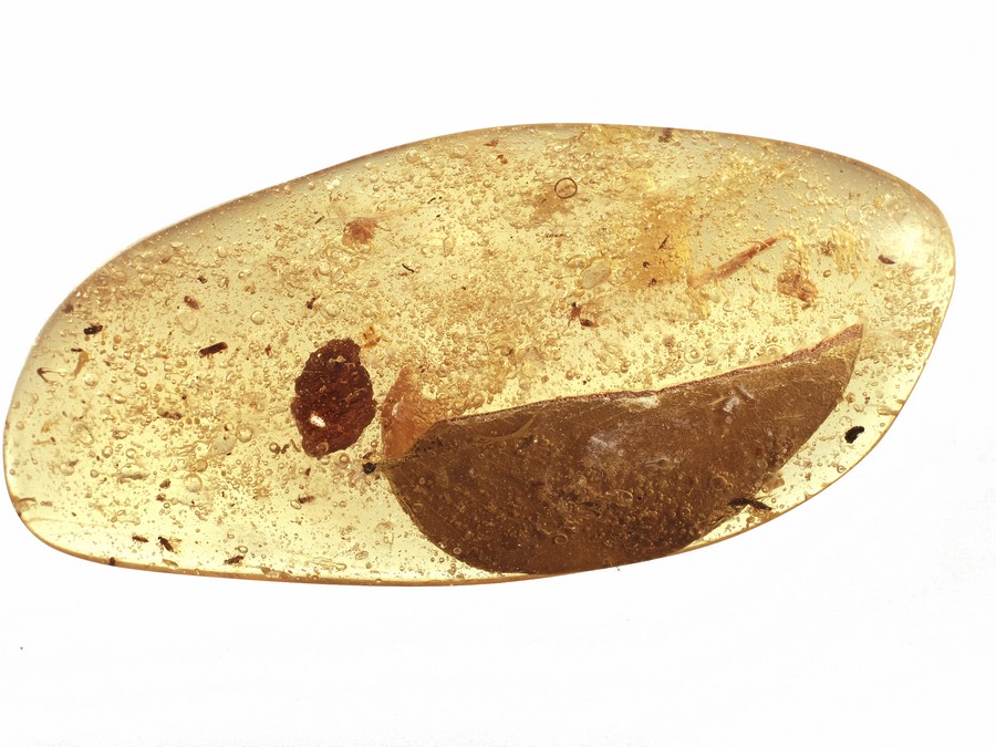 Kopal mit Insekten