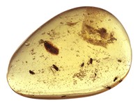 Kopal mit Insekten