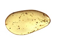 Kopal mit Insekten