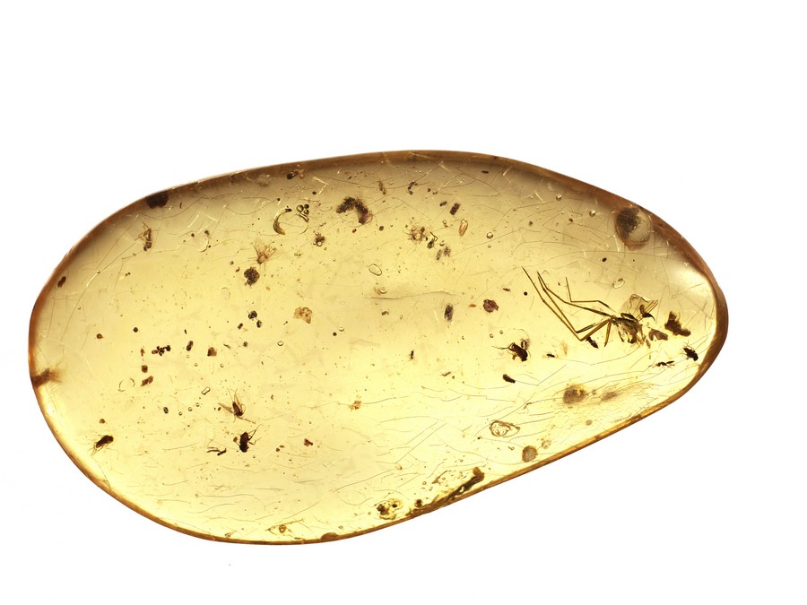 Kopal mit Insekten