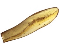 Kopal mit Insekten